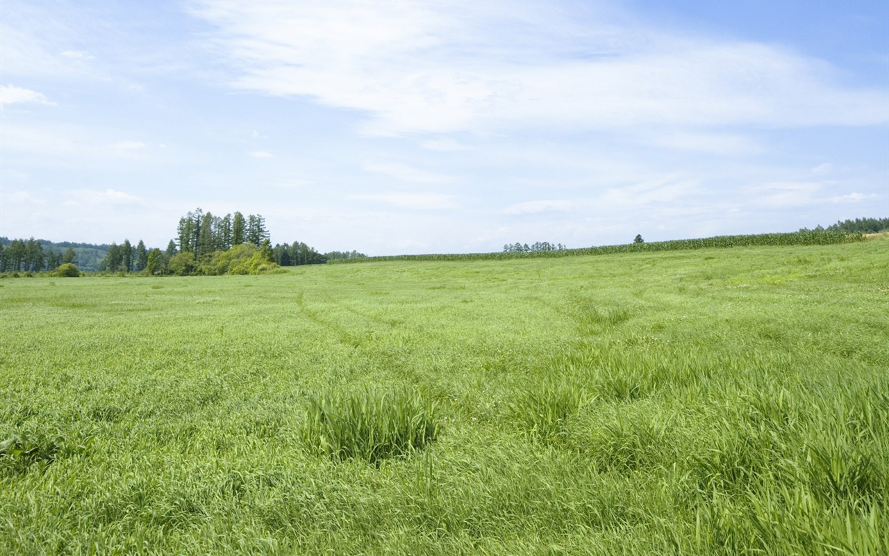 Green Grass Wallpaper (3) #2 - 1280x800