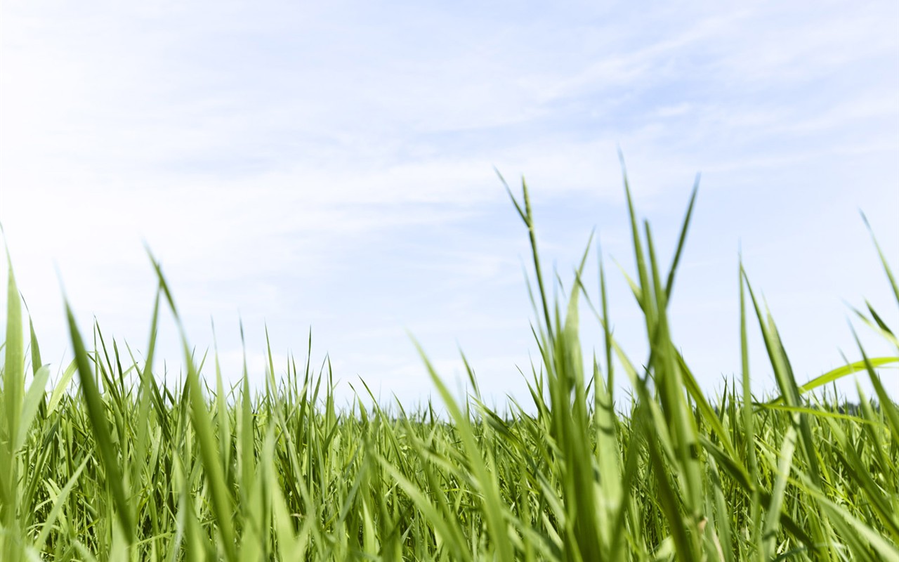 Green Grass Wallpaper (3) #10 - 1280x800