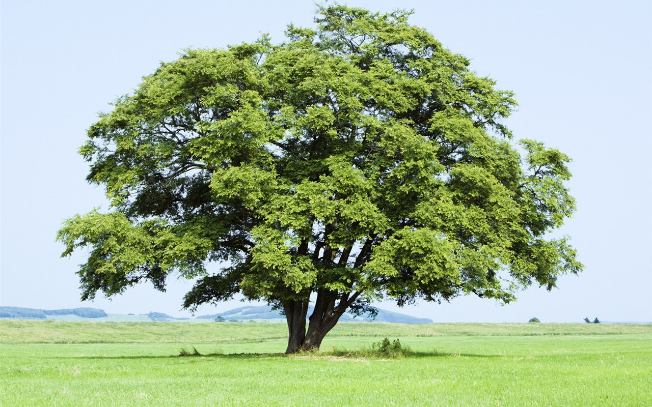 グリーングラスの壁紙(3) #12 - 1280x800