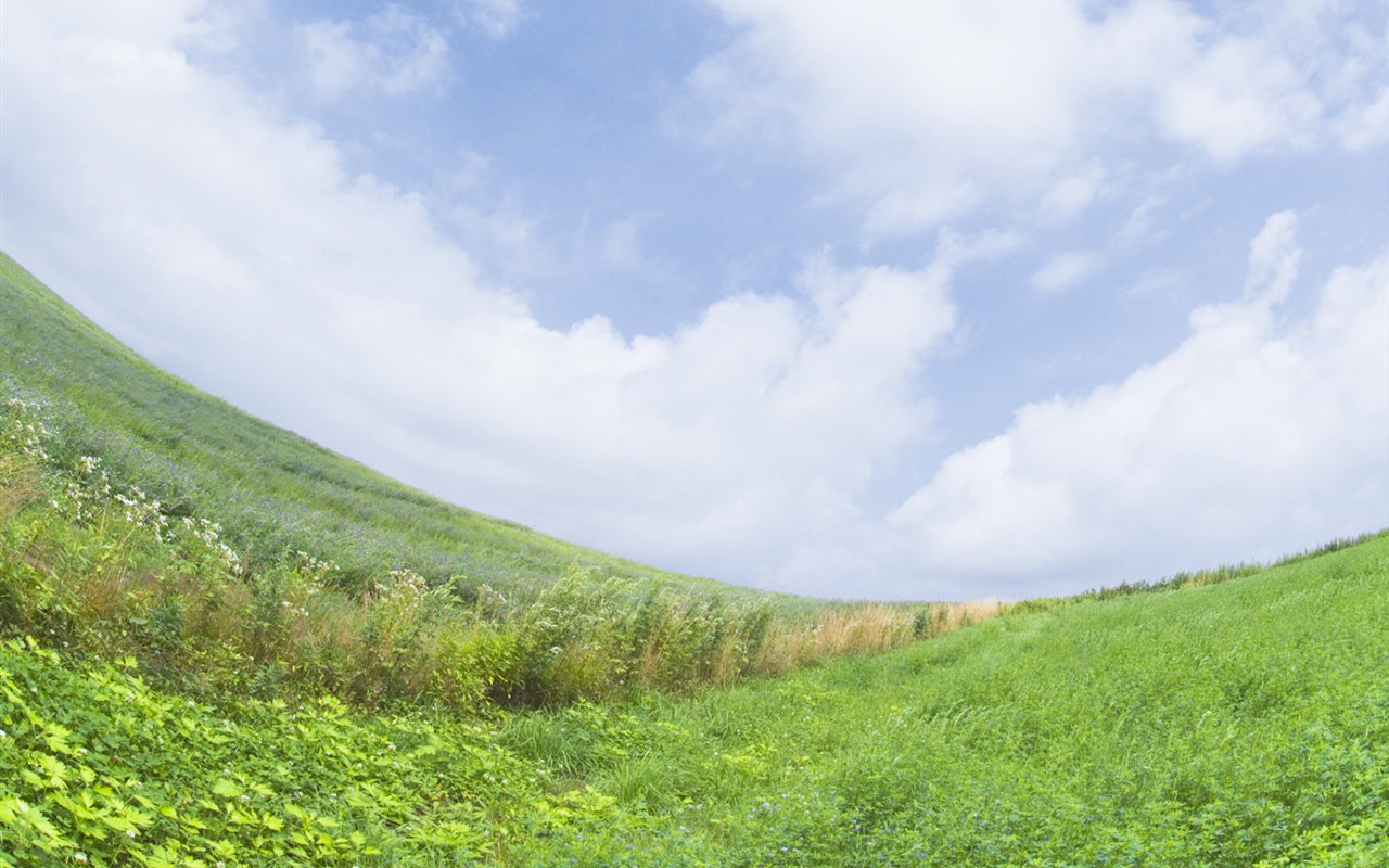 绿色草地(四)1 - 1280x800