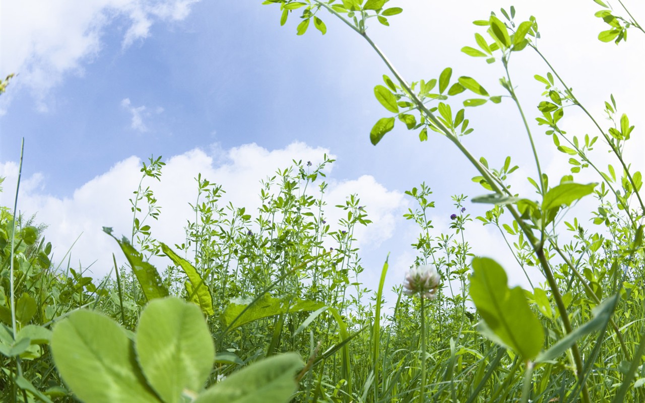 Green Grass wallpaper (4) #3 - 1280x800