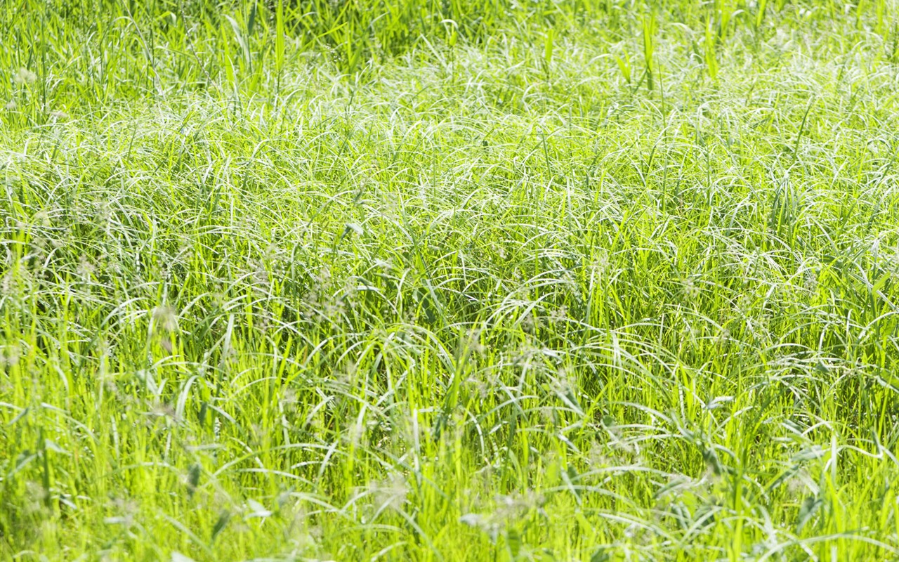 Green Grass wallpaper (4) #7 - 1280x800