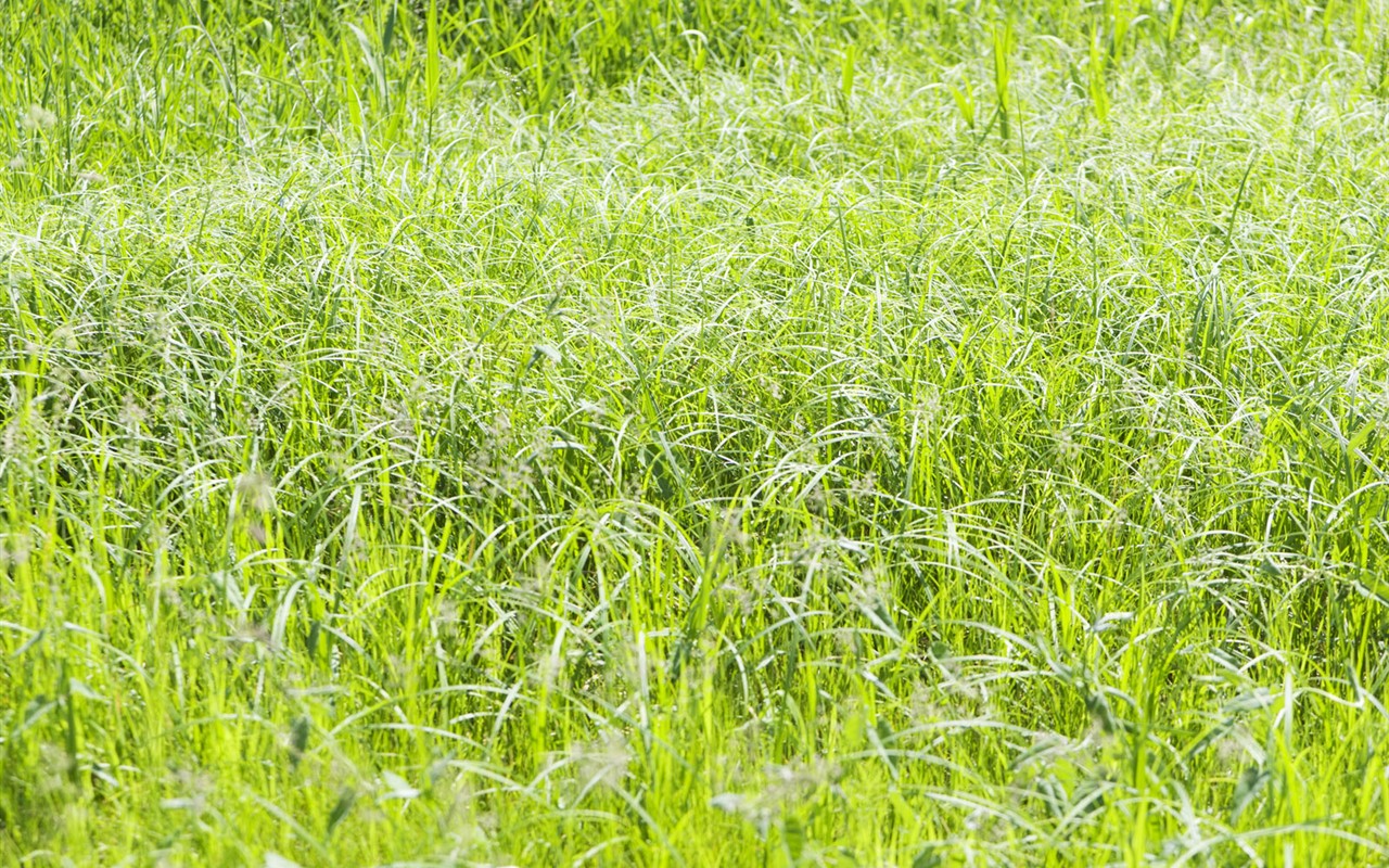 绿色草地(四)7 - 1280x800
