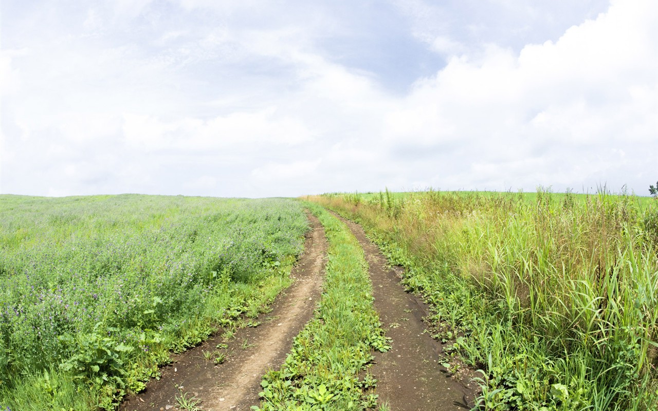 Green Grass wallpaper (4) #14 - 1280x800