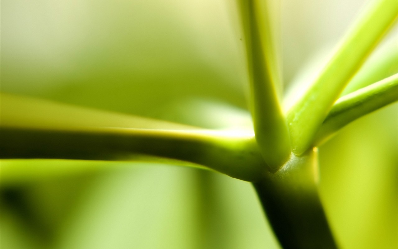 Vista 植物壁紙(一) #2 - 1280x800