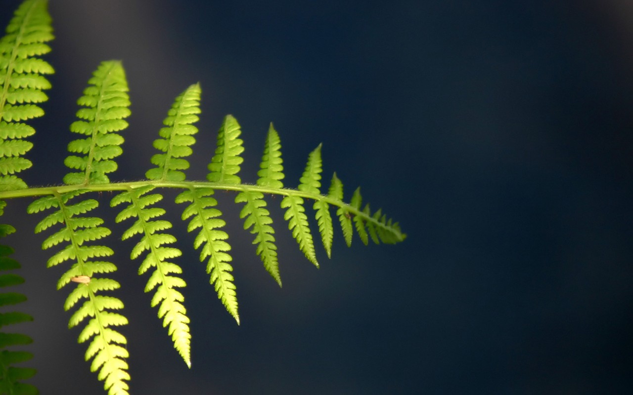 Vista Plant wallpaper (1) #10 - 1280x800