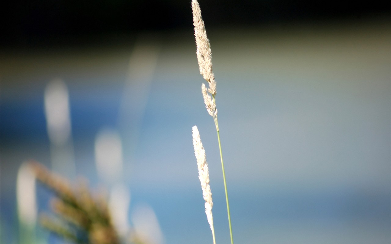 Vista 植物壁纸(一)15 - 1280x800