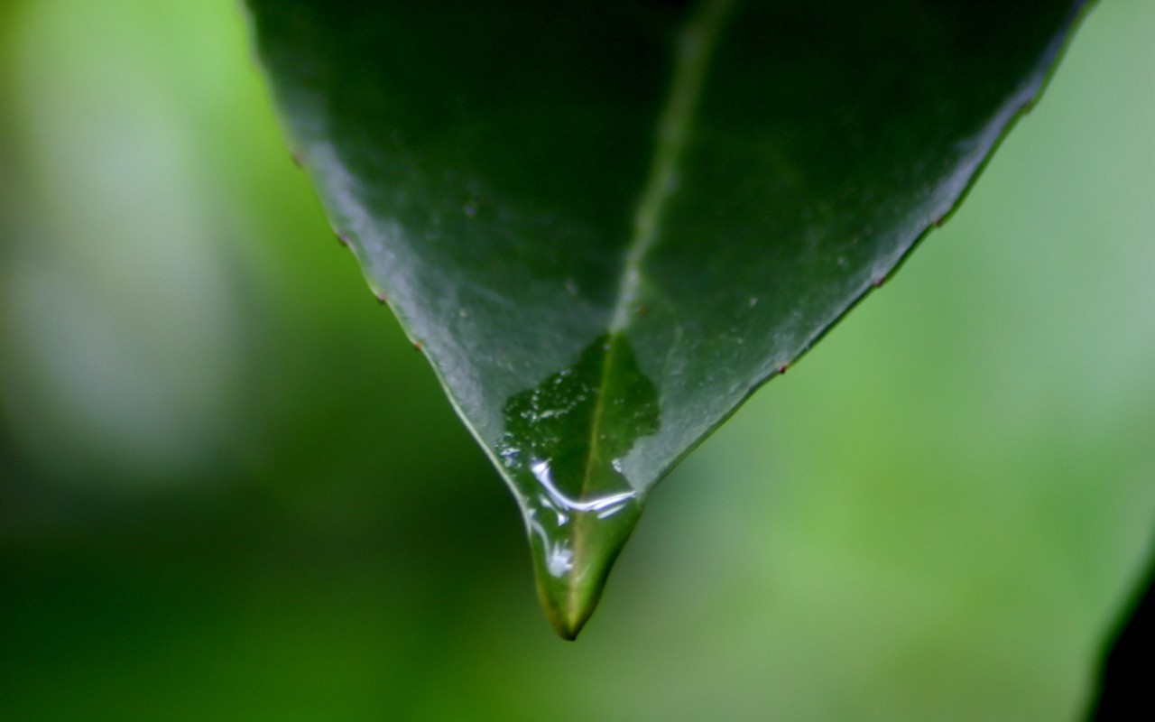 Vista 植物壁紙(一) #17 - 1280x800