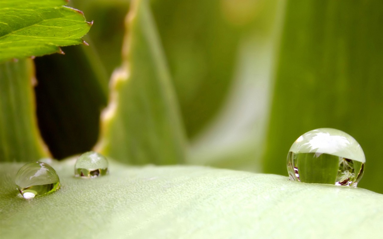 Vista 植物壁紙(二) #4 - 1280x800