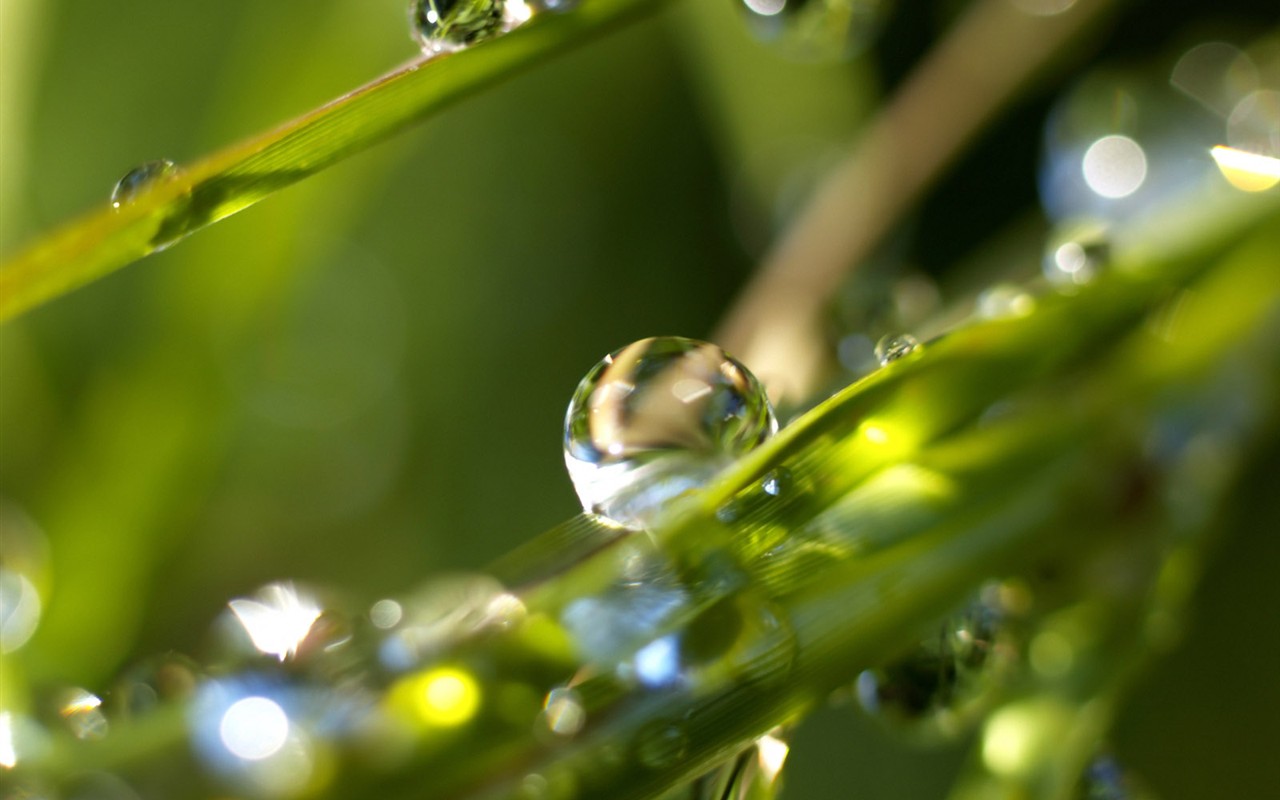 Vista 植物壁紙(二) #6 - 1280x800