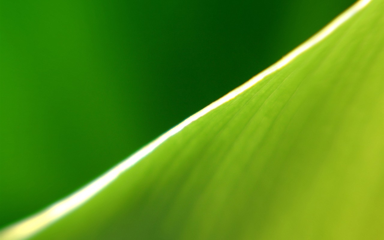 Vista Plant wallpaper (2) #13 - 1280x800