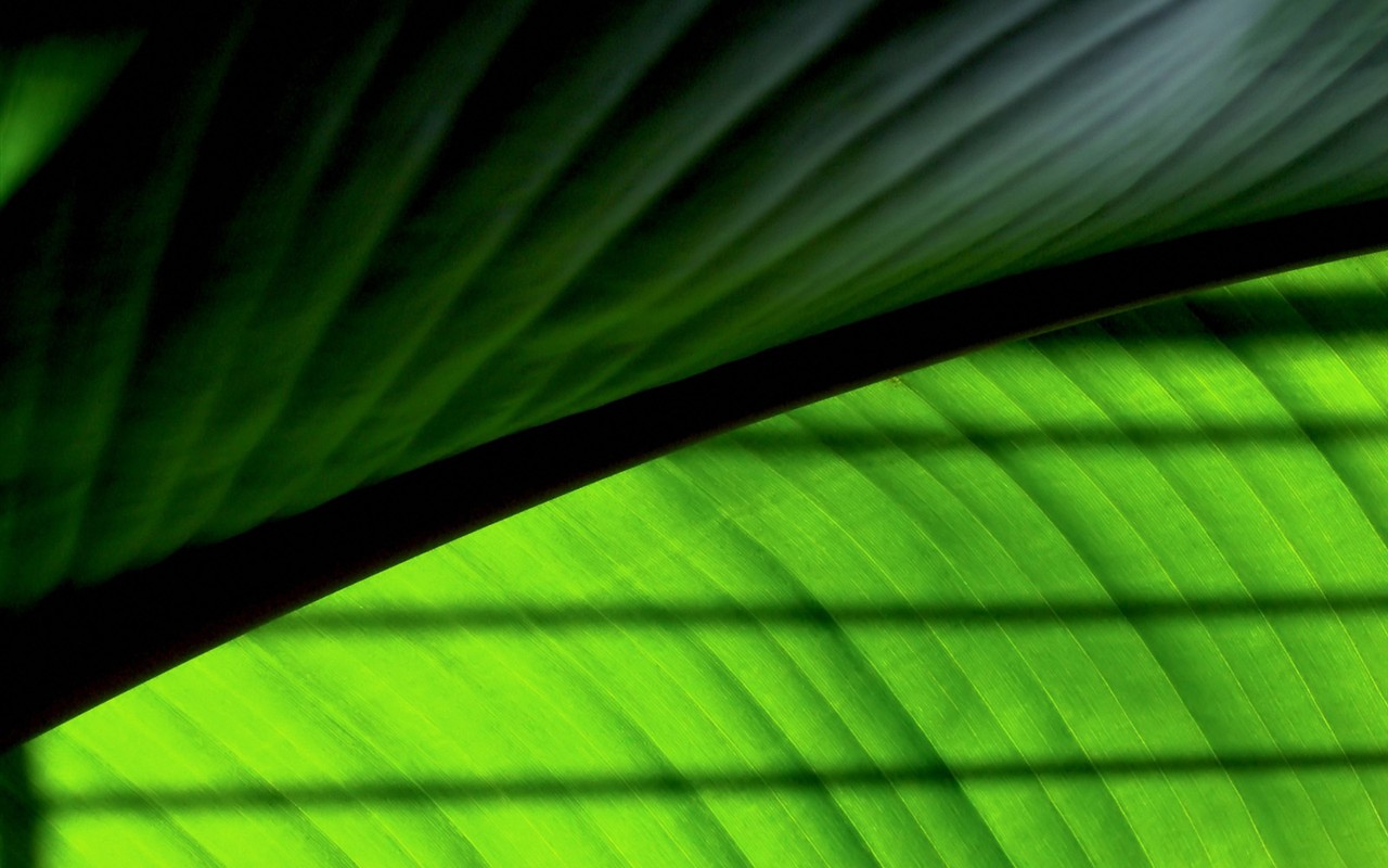 Vista Planta de fondo de pantalla (2) #14 - 1280x800