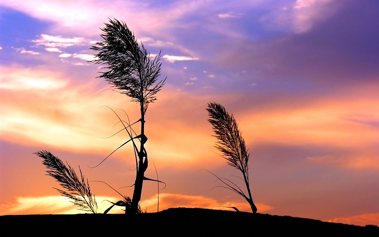 Vista Plant wallpaper (2) #15 - 1280x800