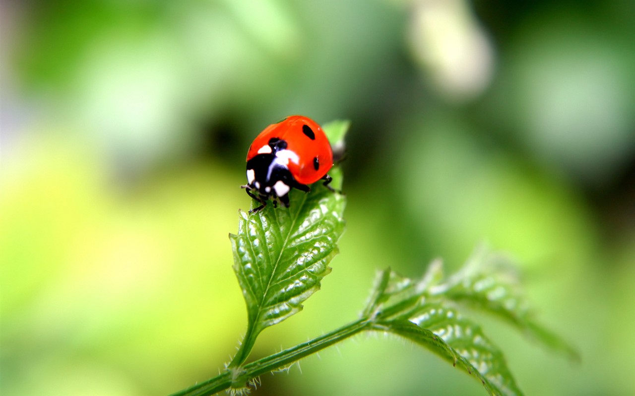Vista 植物壁紙(二) #16 - 1280x800