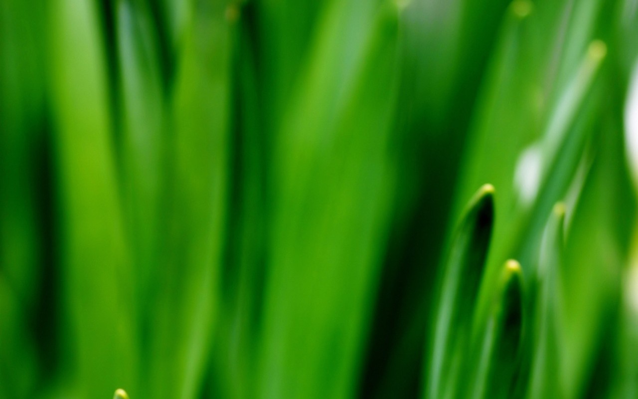  Vistaの植物の壁紙(2) #17 - 1280x800