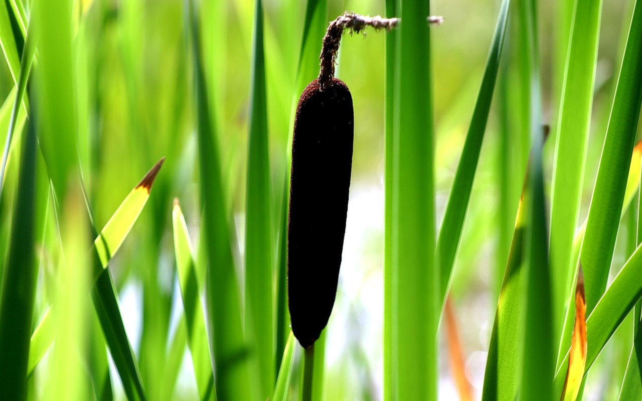 Vista Plant wallpaper (2) #18 - 1280x800