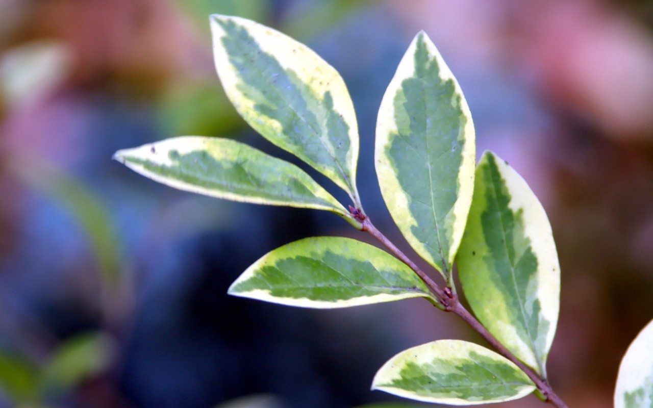 Vista 植物壁紙(二) #20 - 1280x800