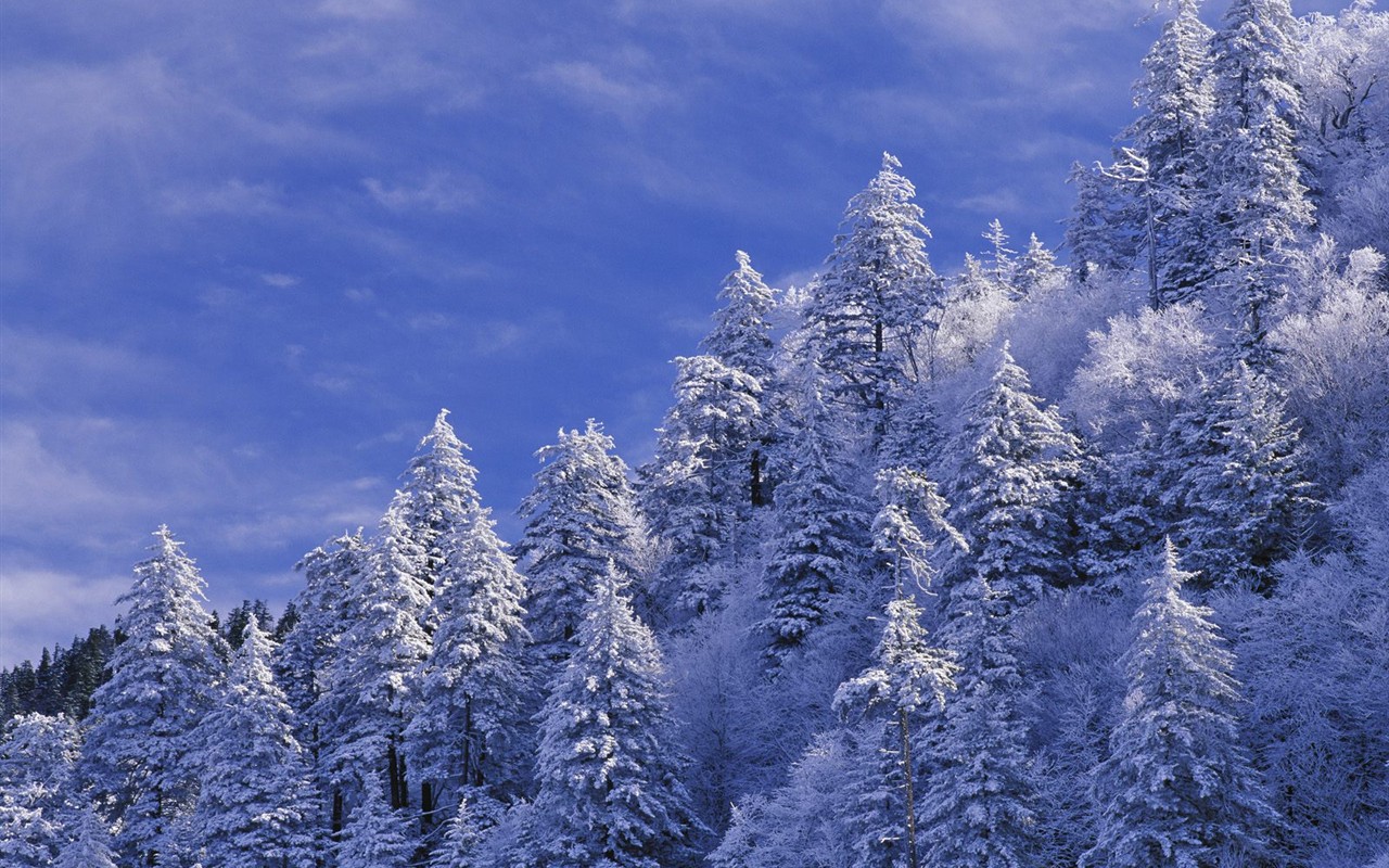 Sníh lesa tapetu (3) #2 - 1280x800