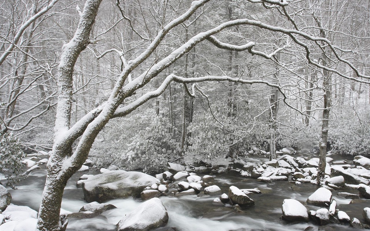 forêt, la neige fond d'écran (3) #12 - 1280x800