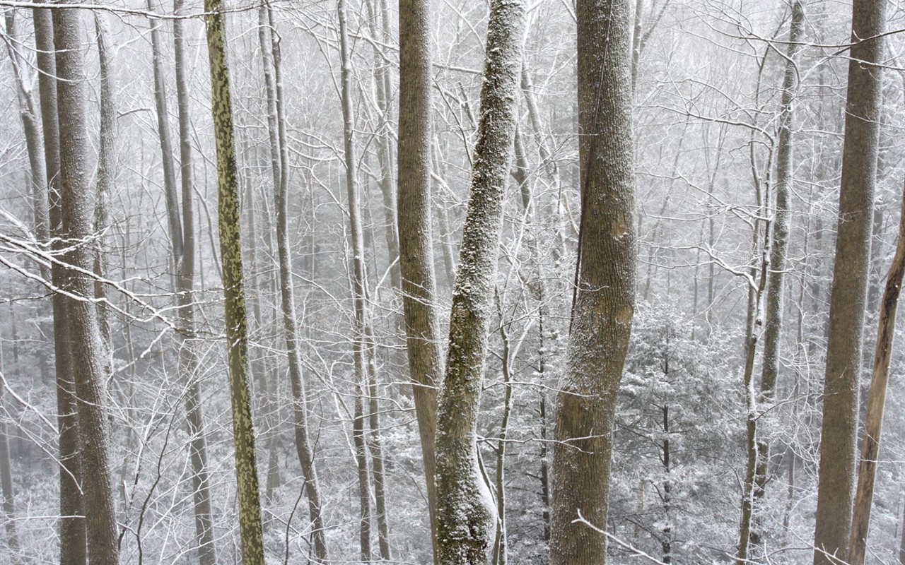 Sníh lesa tapetu (3) #14 - 1280x800