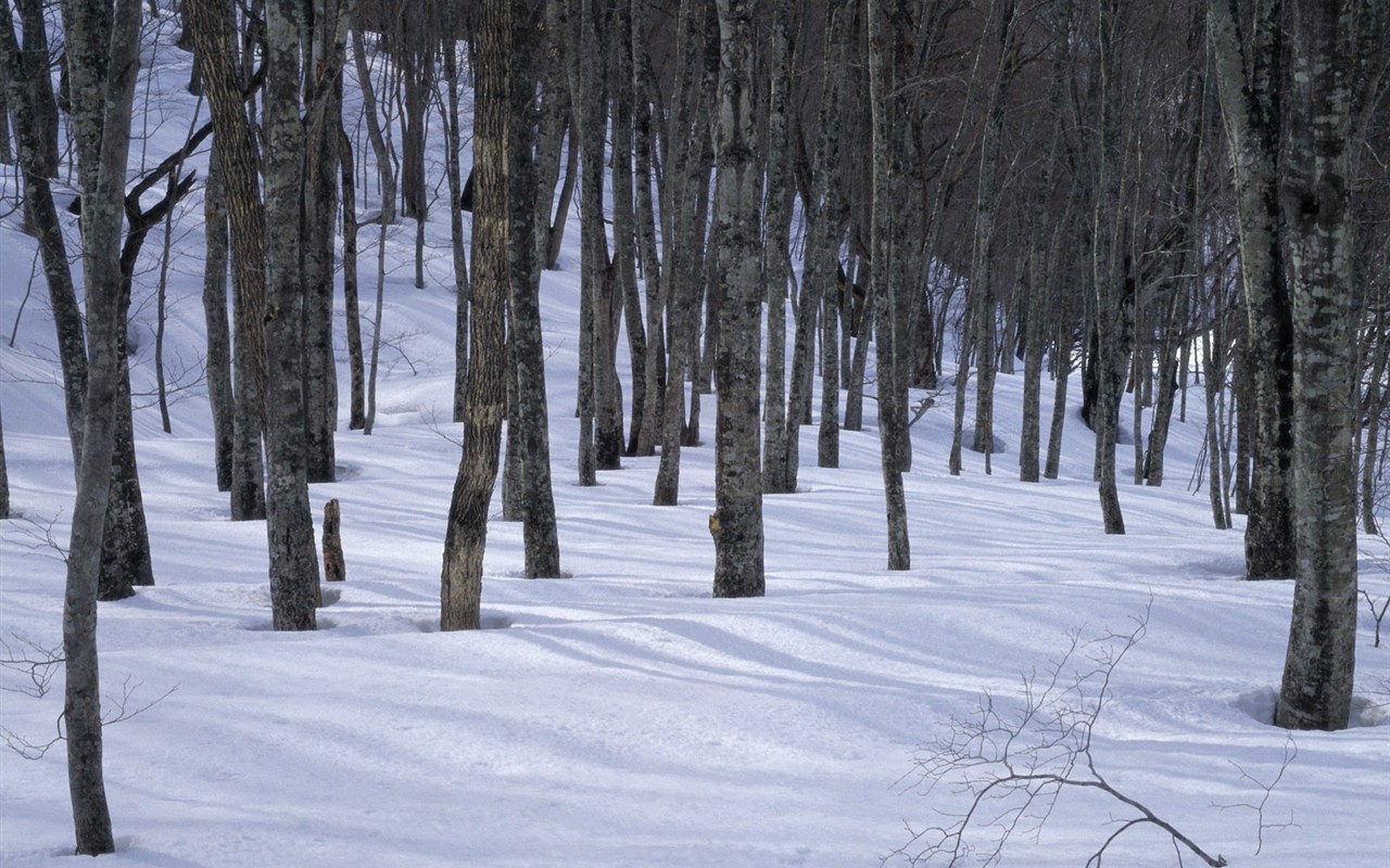 forêt, la neige fond d'écran (3) #17 - 1280x800