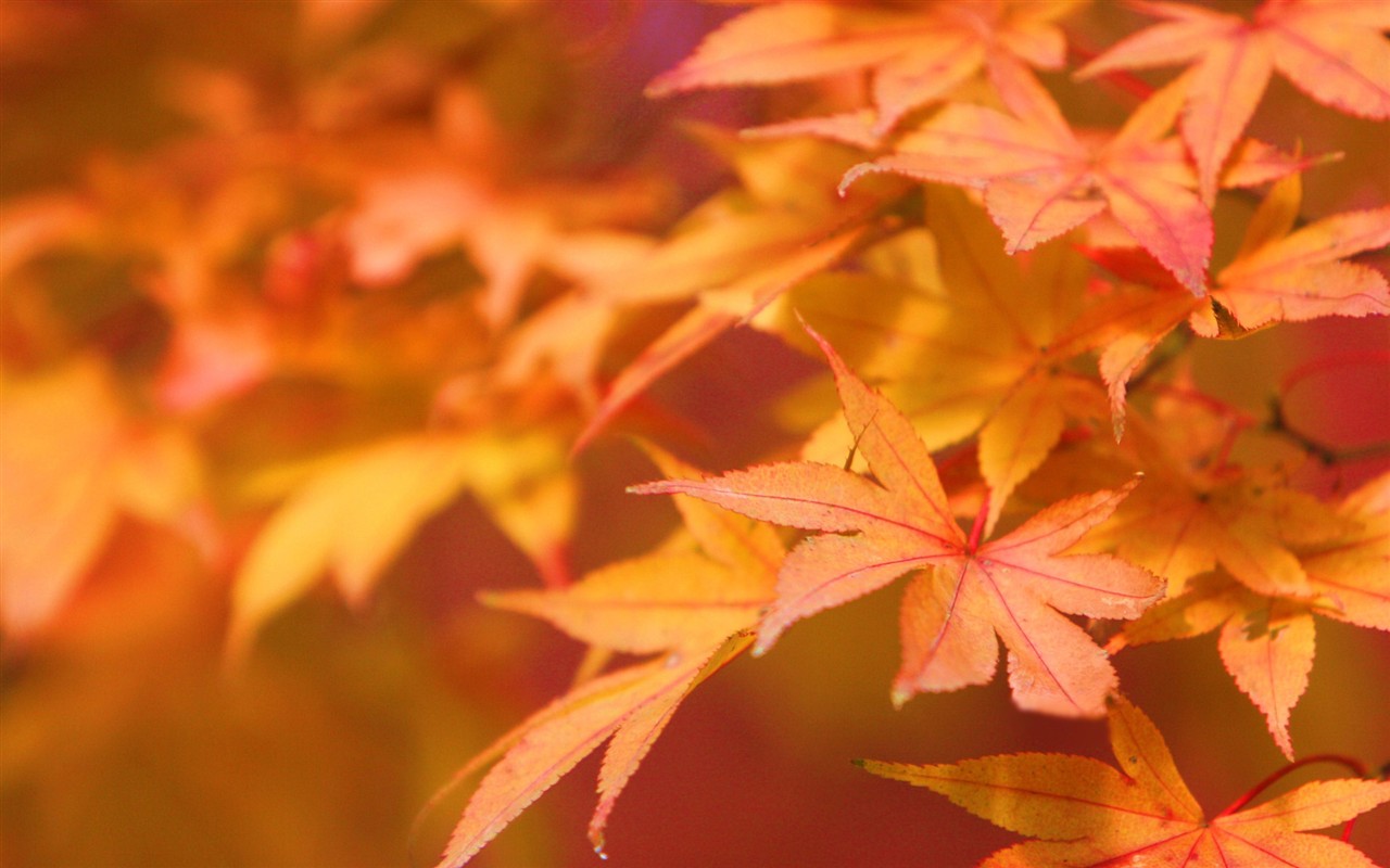 Japan日本3 - 1280x800