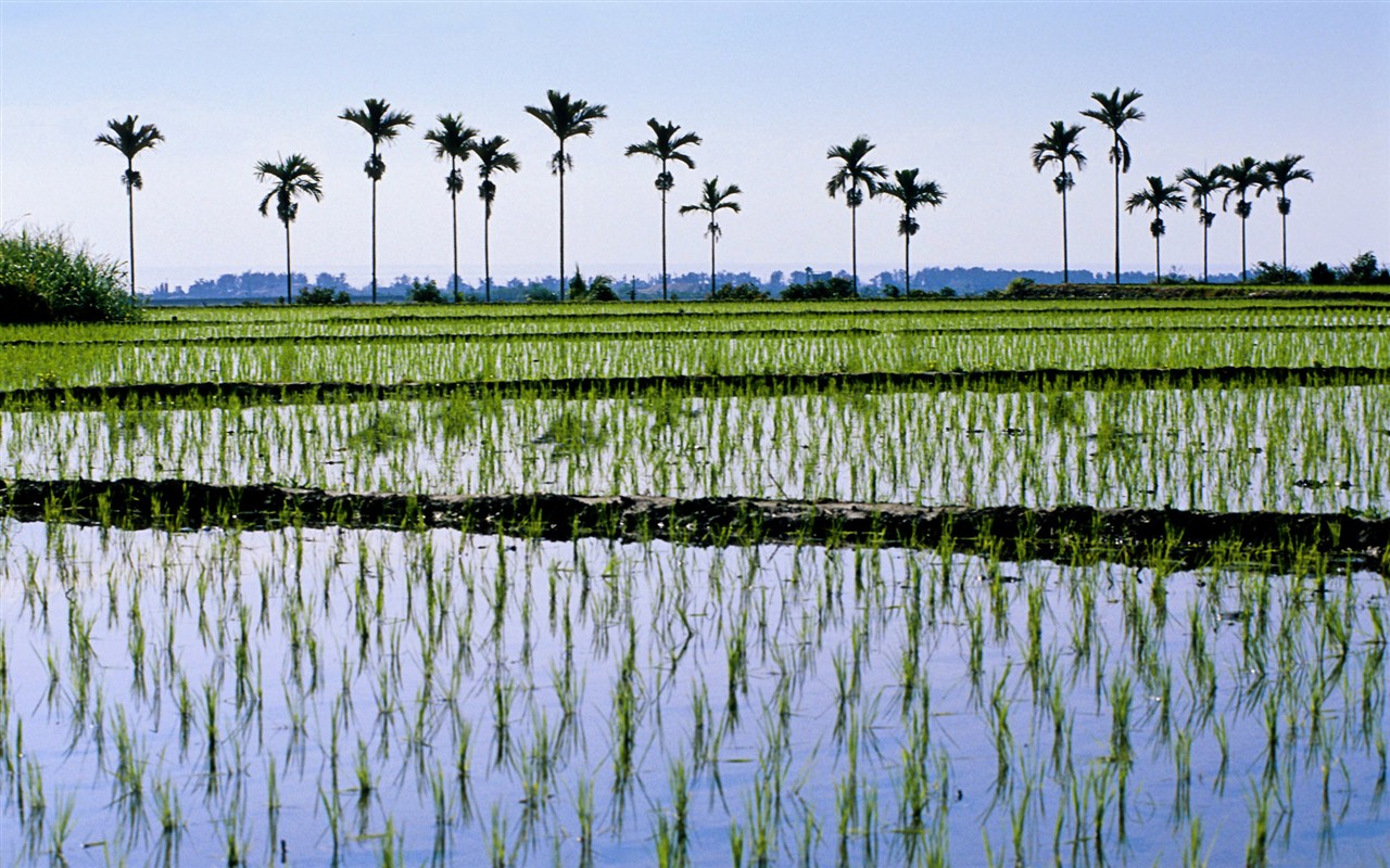 Taiwan台湾5 - 1280x800