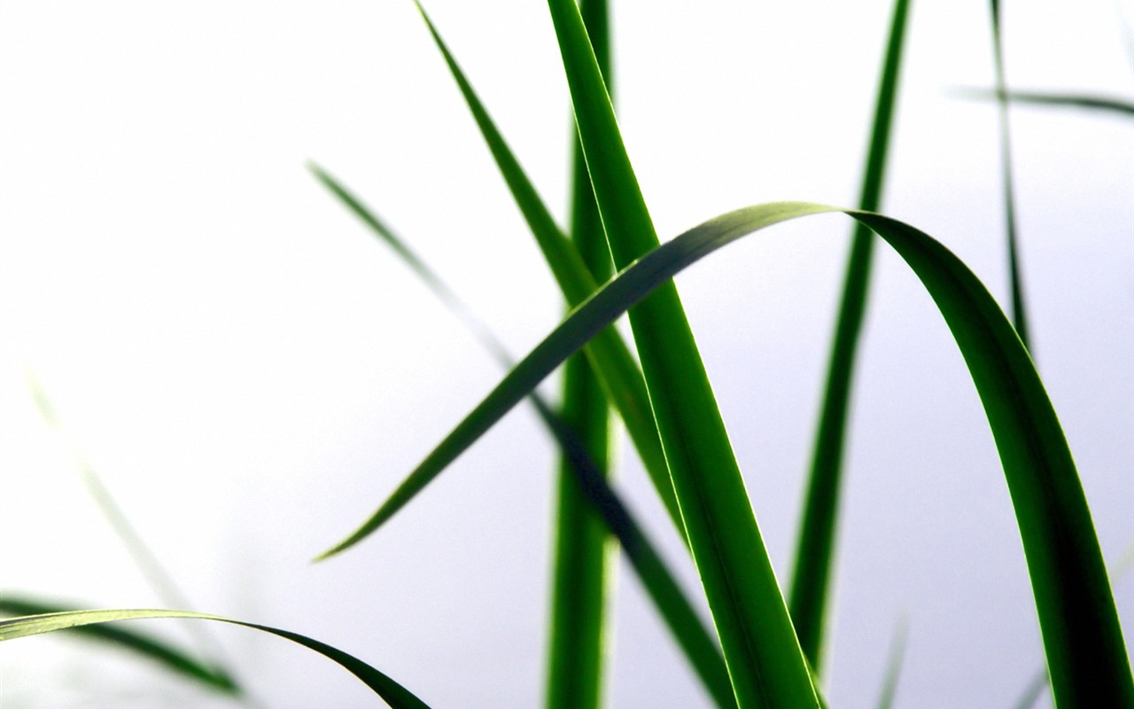 Vista 植物壁紙(三) #1 - 1280x800