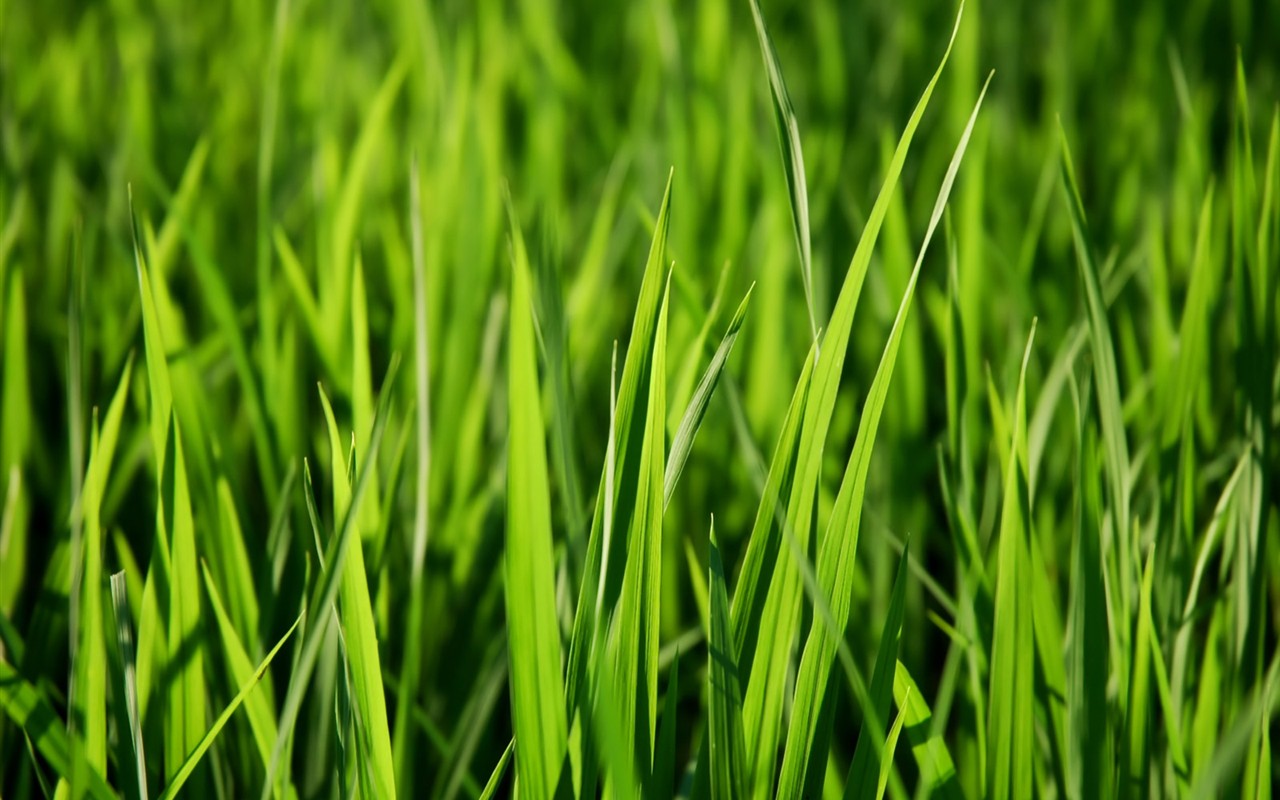 Vista 植物壁紙(三) #3 - 1280x800
