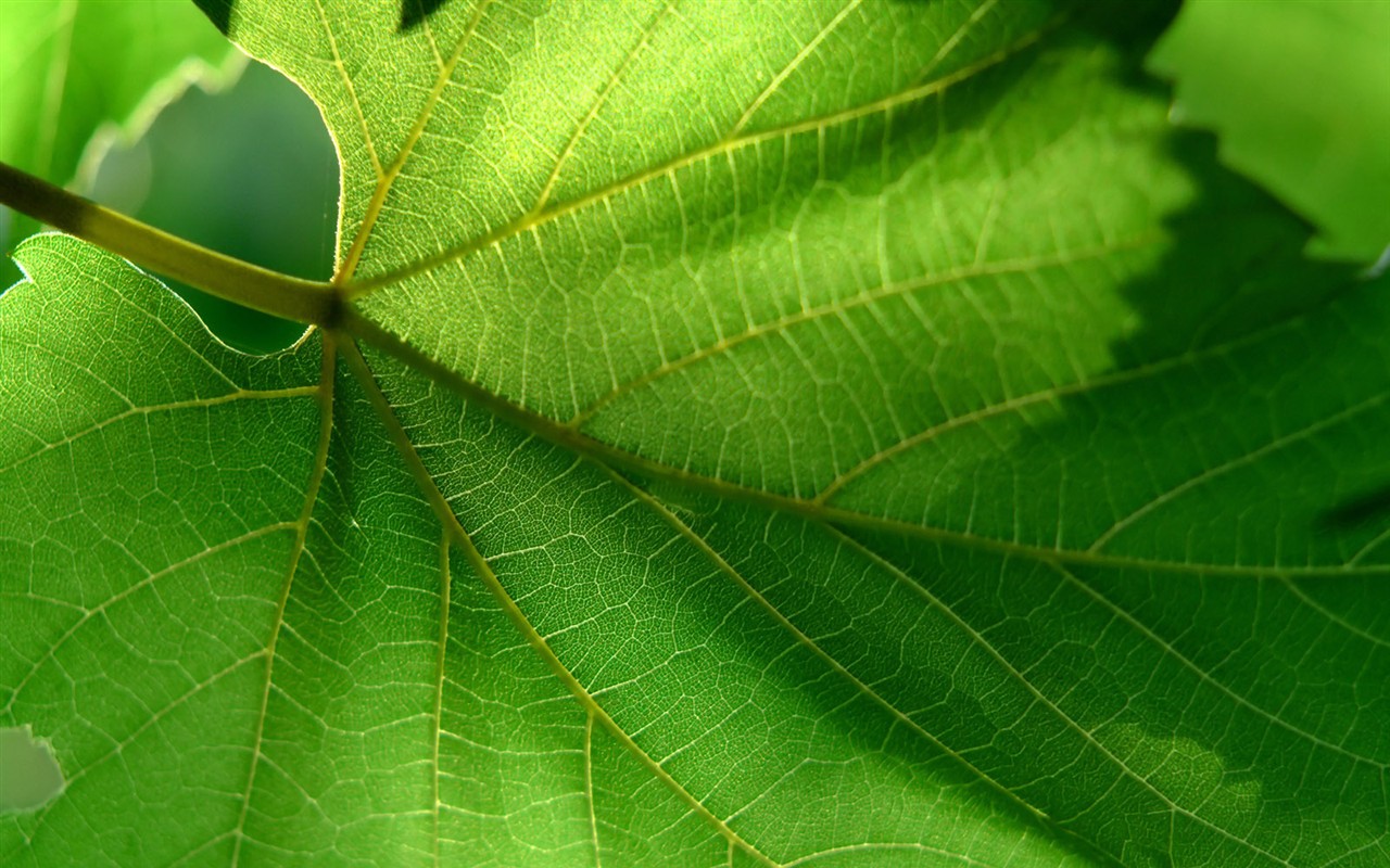 Vista 植物壁紙(三) #5 - 1280x800