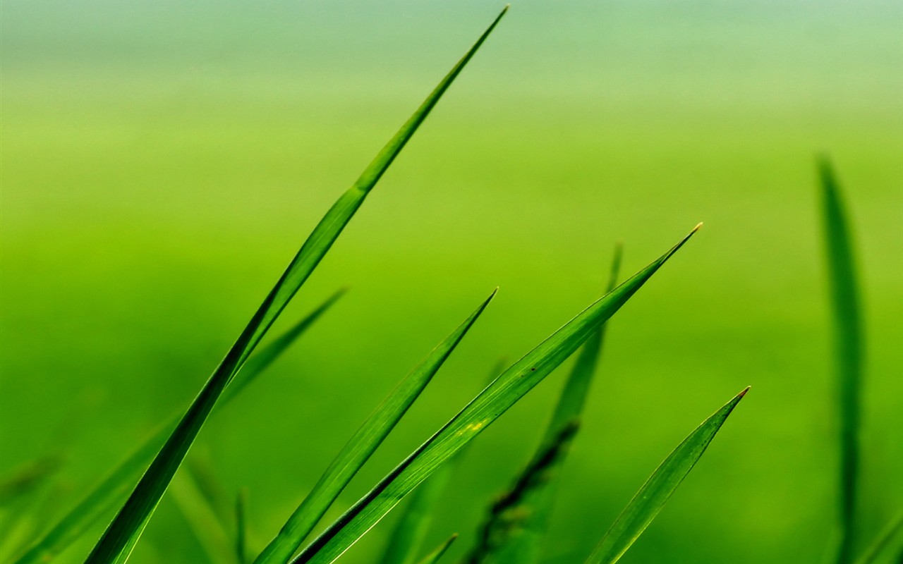 Vista 植物壁紙(三) #7 - 1280x800