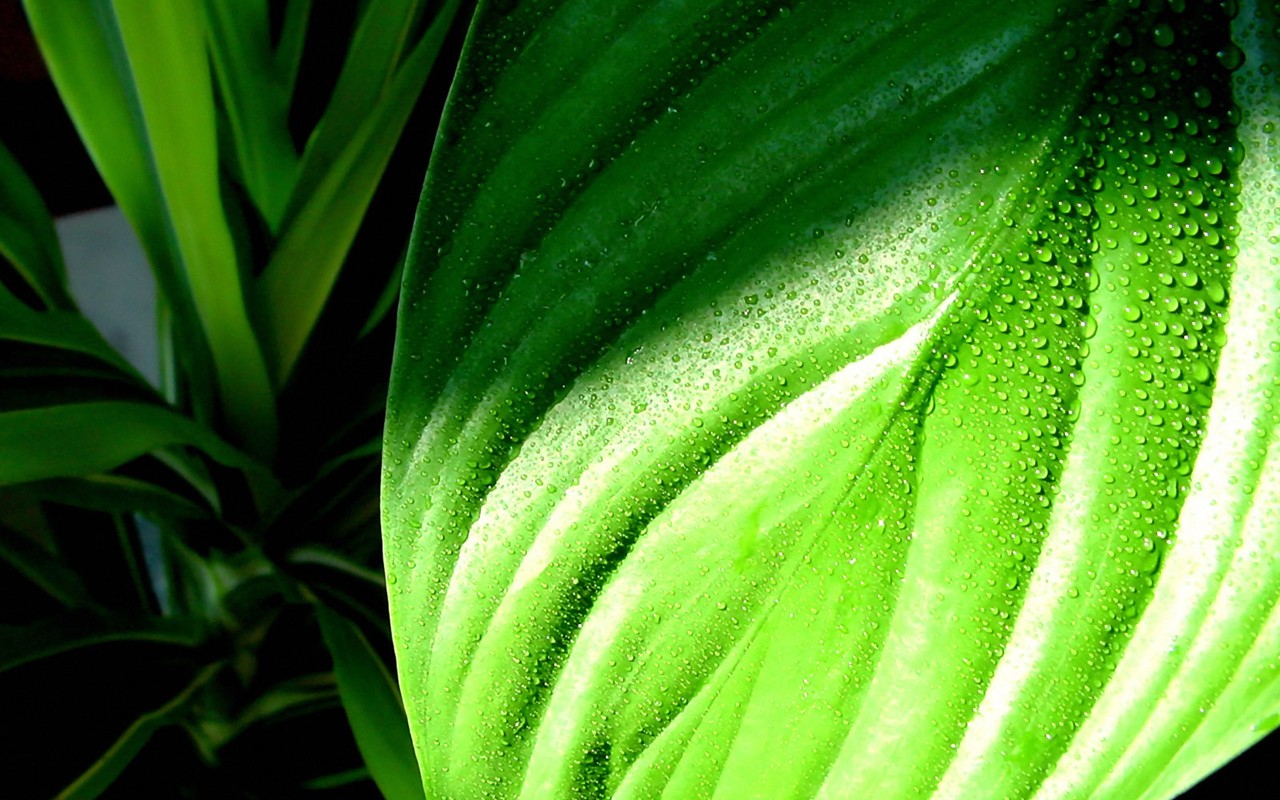 Vista Plant wallpaper (3) #11 - 1280x800