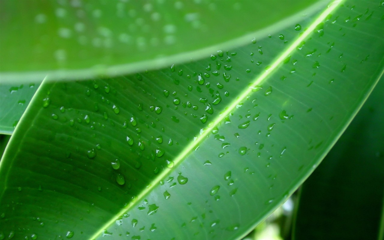 Vista 植物壁紙(三) #14 - 1280x800