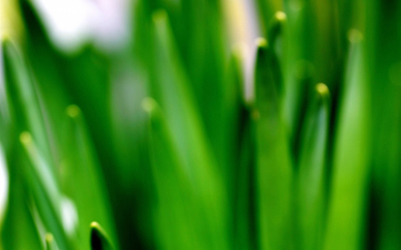 Vista 植物壁紙(三) #16 - 1280x800