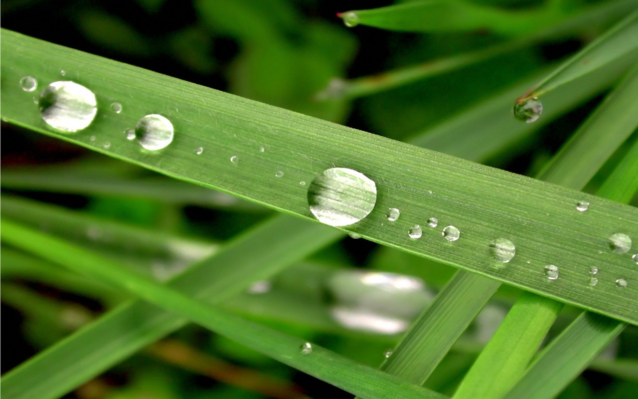 Vista 植物壁紙(三) #17 - 1280x800