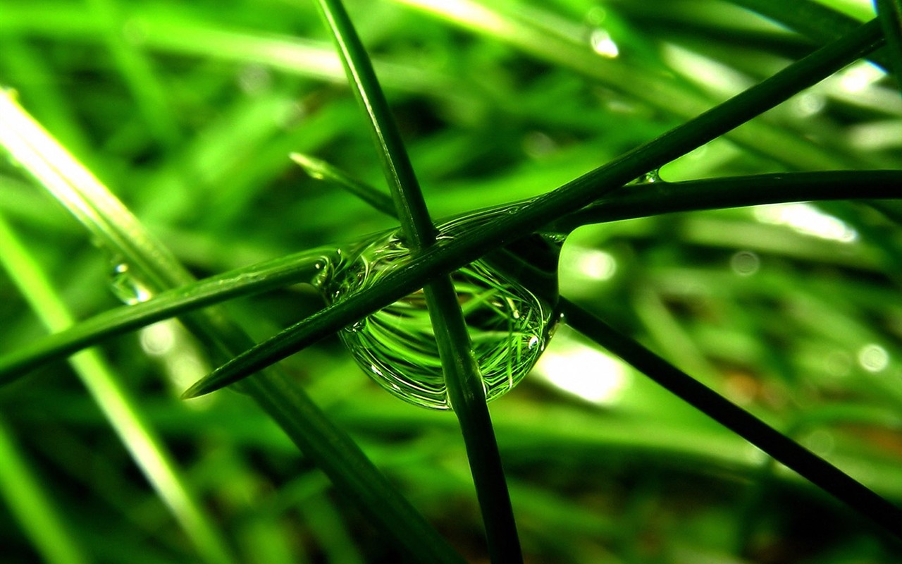 Vista 植物壁紙(三) #19 - 1280x800