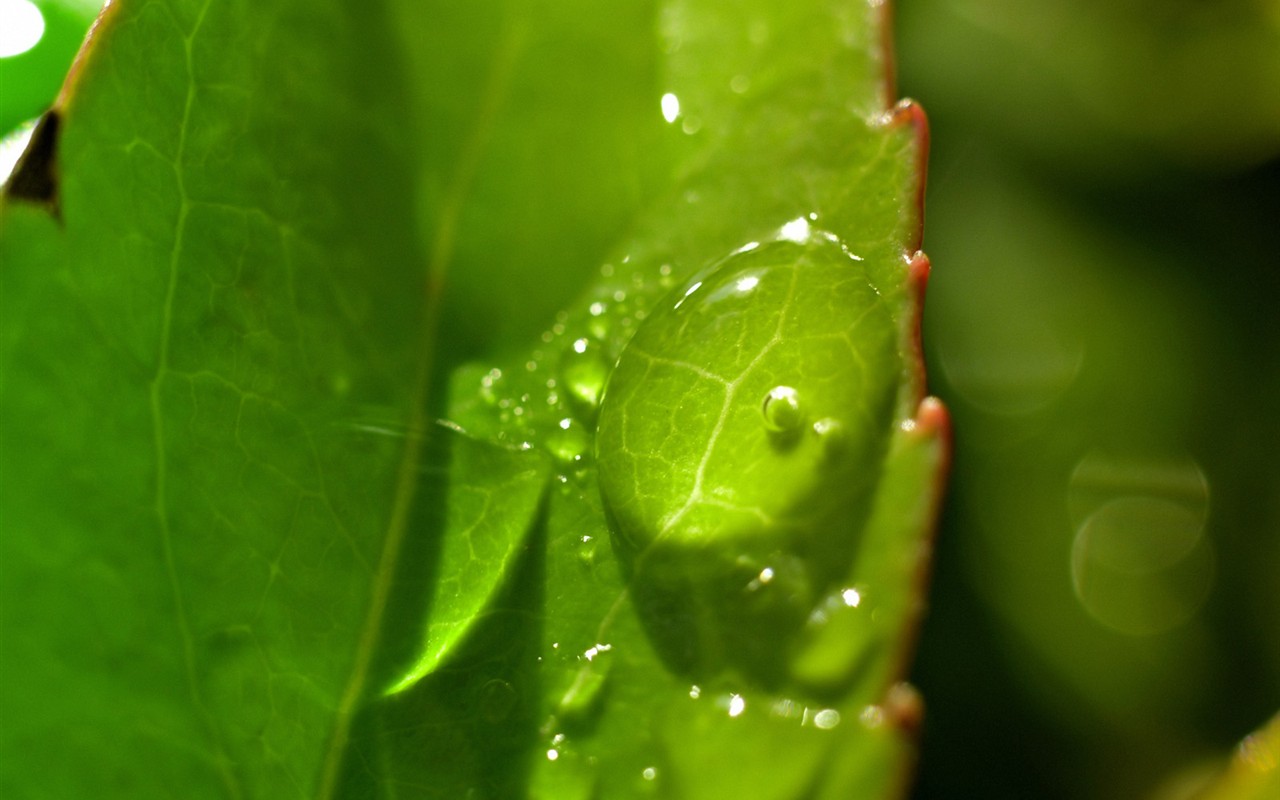 Vista 植物壁紙(三) #20 - 1280x800