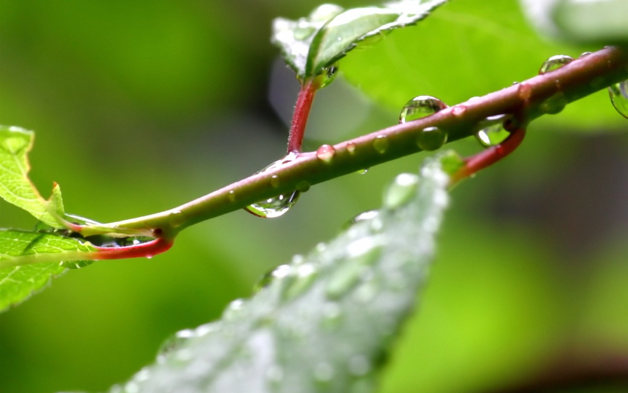 Vista 植物壁纸(四)2 - 1280x800