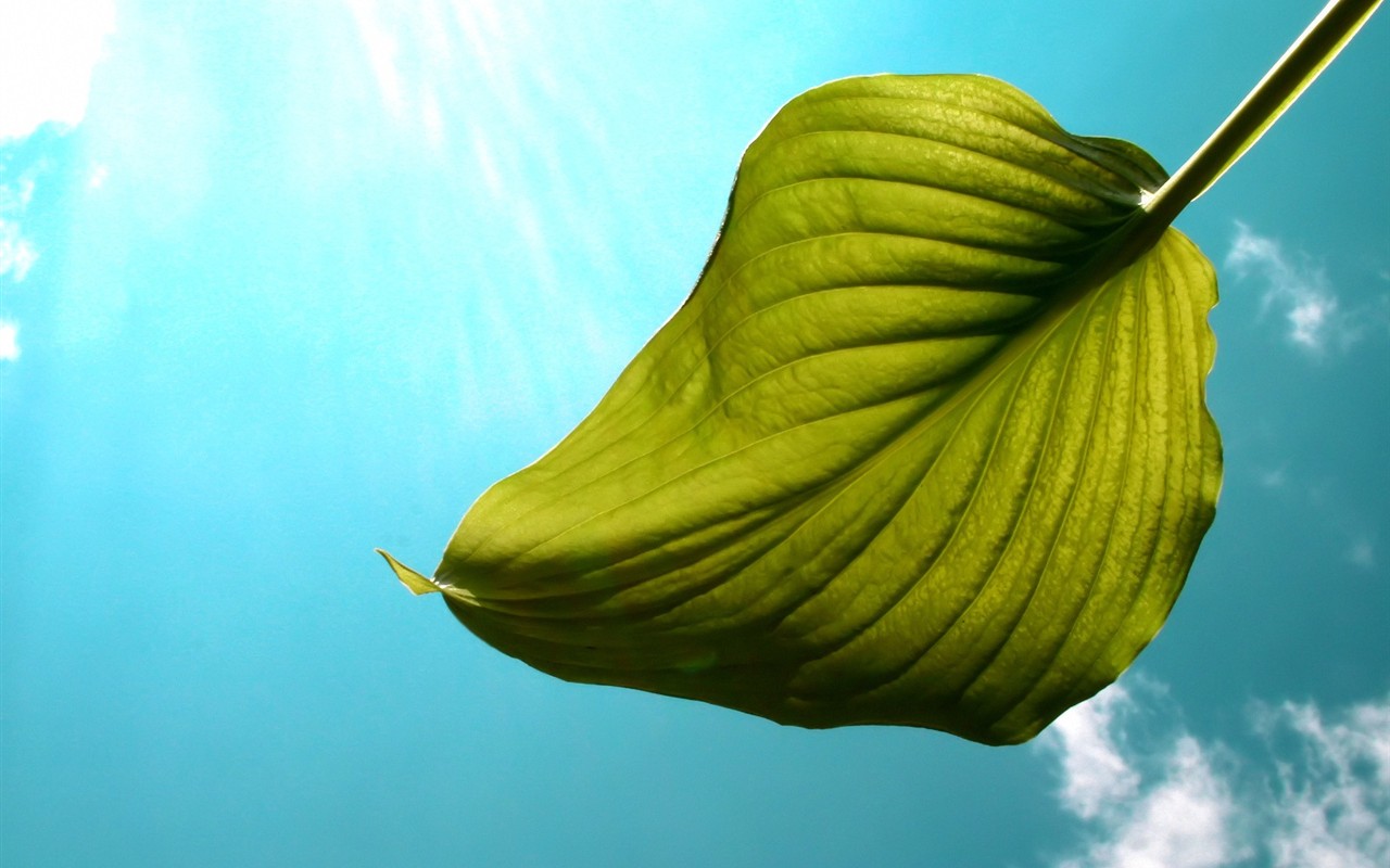 Vista 植物壁紙(四) #5 - 1280x800