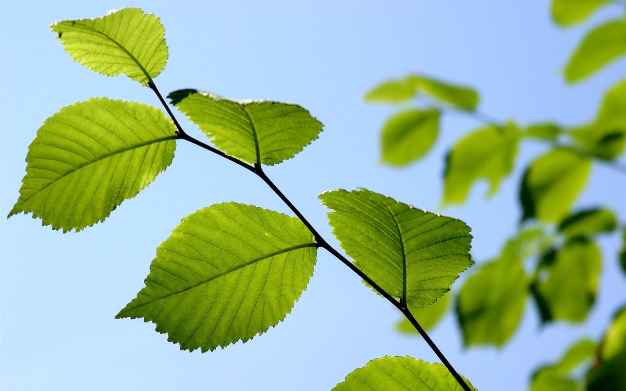 Vista 植物壁紙(四) #12 - 1280x800