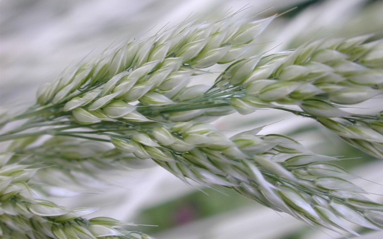 Vista 植物壁紙(四) #16 - 1280x800