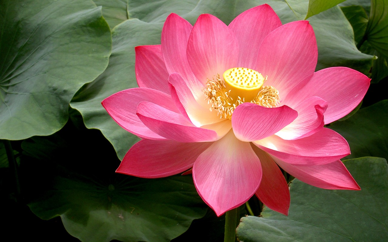 美麗的荷花 #25 - 1280x800