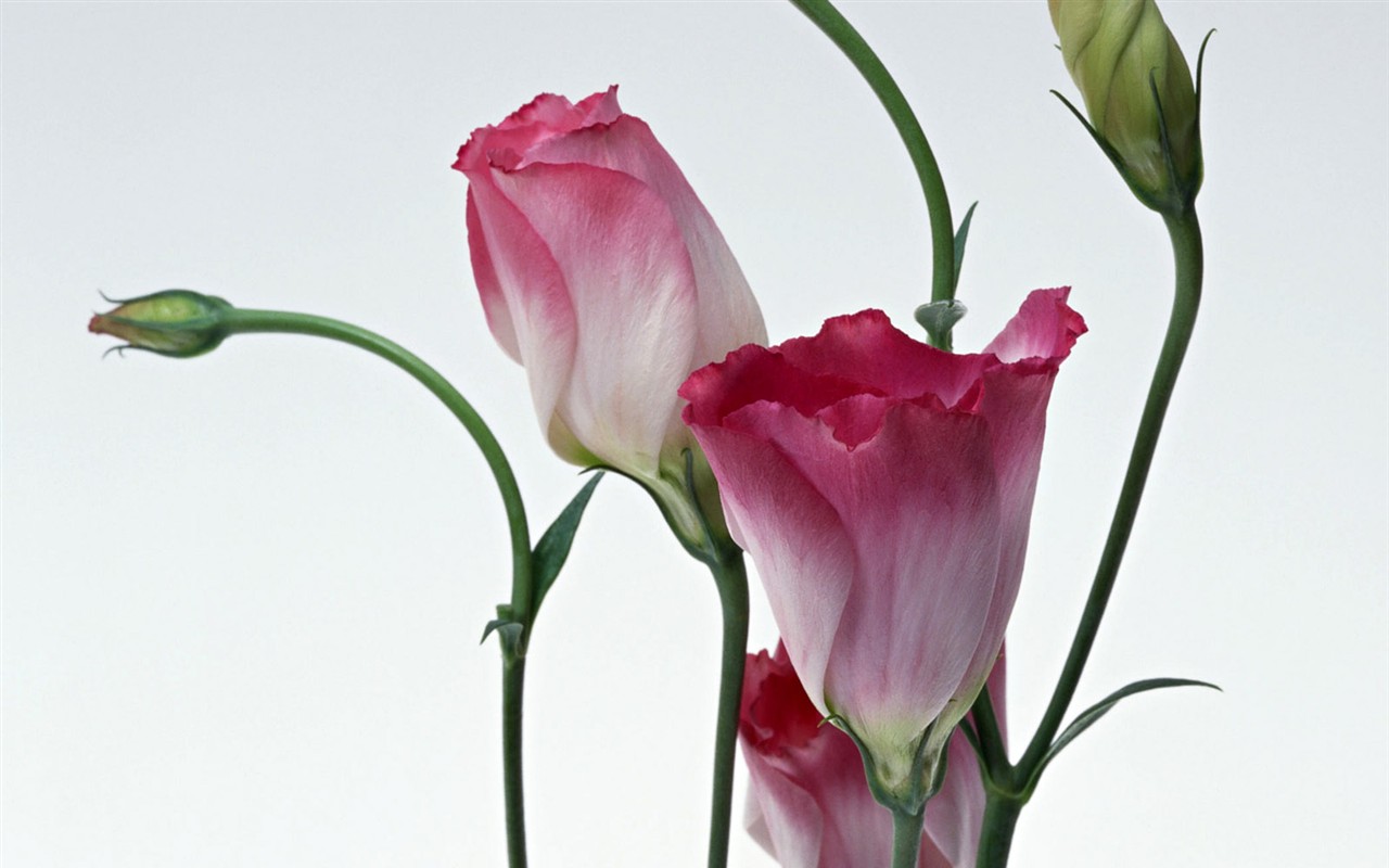 桌面鮮花壁紙精選(一) #2 - 1280x800