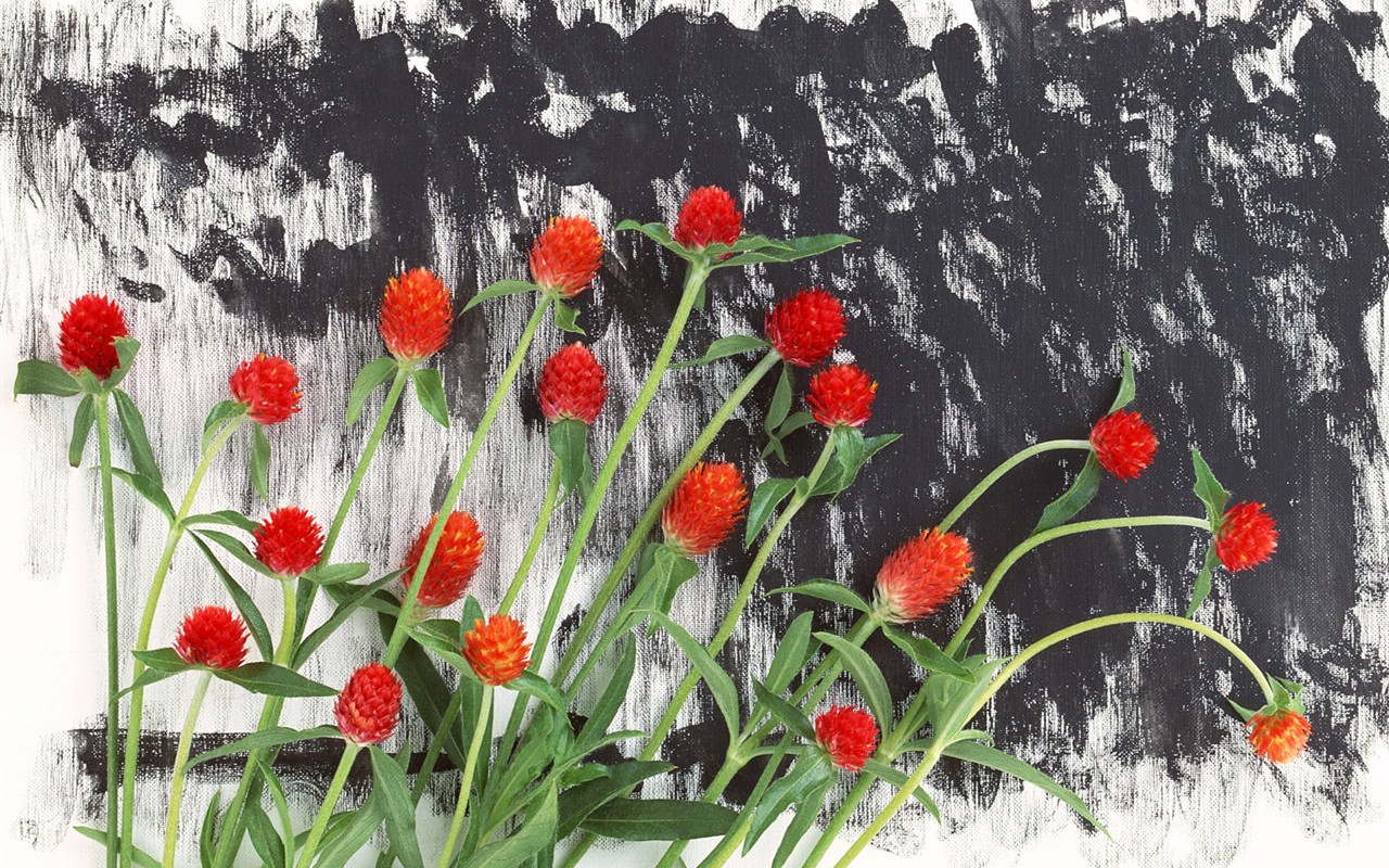 桌面鮮花壁紙精選(一) #16 - 1280x800