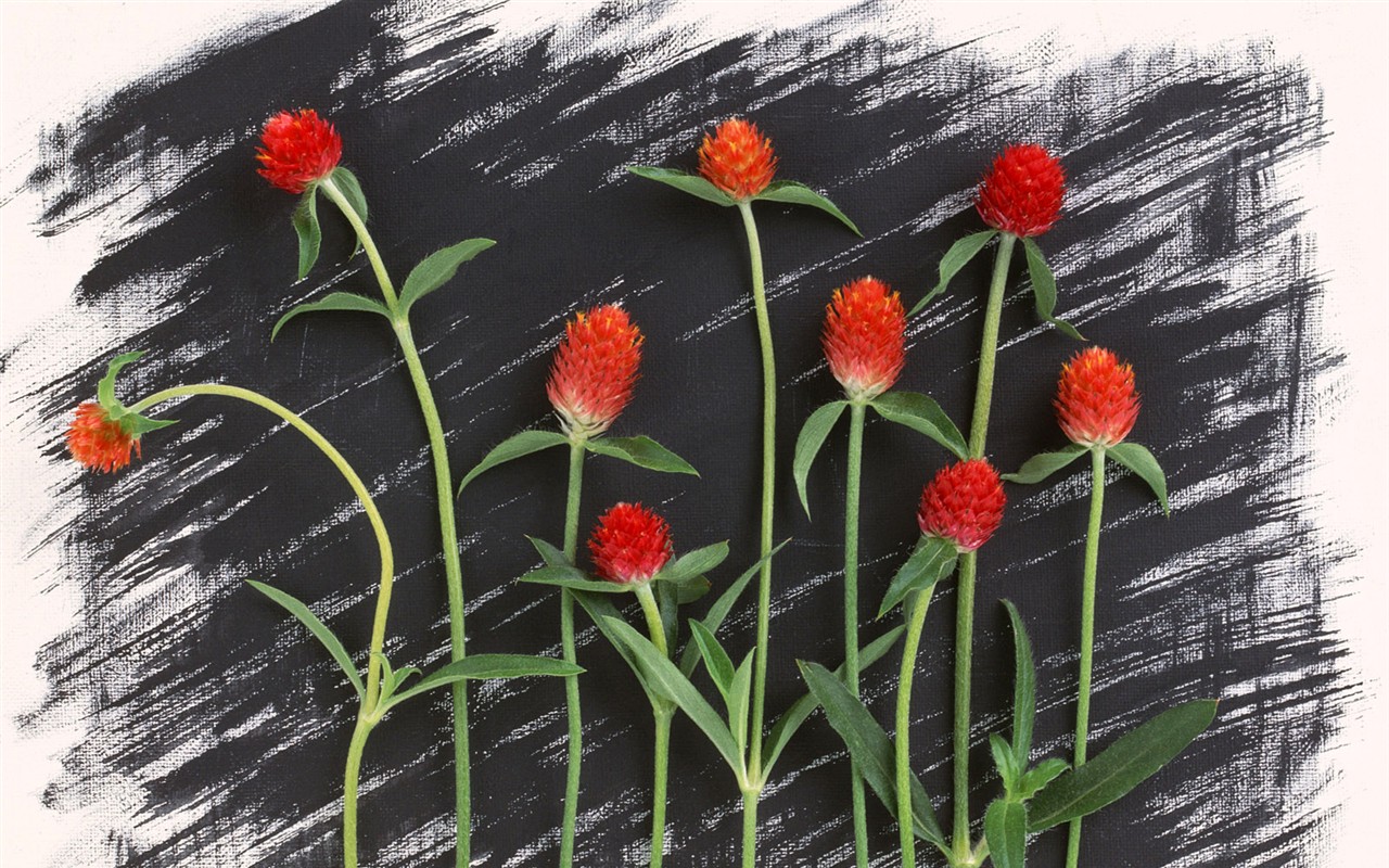 桌面鮮花壁紙精選(一) #17 - 1280x800