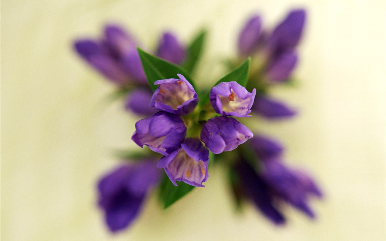 Flower Hintergrundbilder Selection (1) #21 - 1280x800