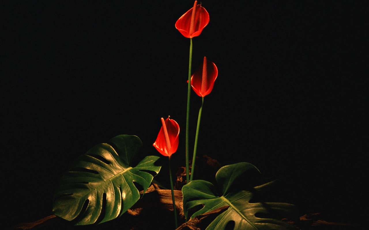 桌面鲜花壁纸精选(一)22 - 1280x800