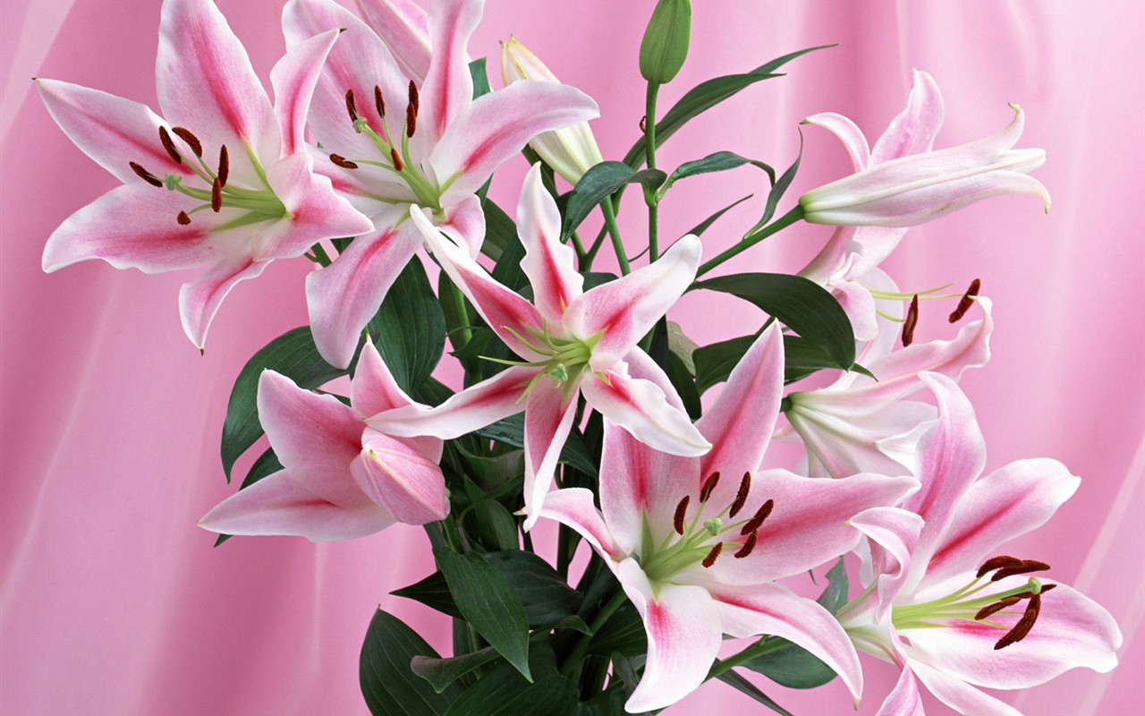 桌面鮮花壁紙精選(一) #28 - 1280x800