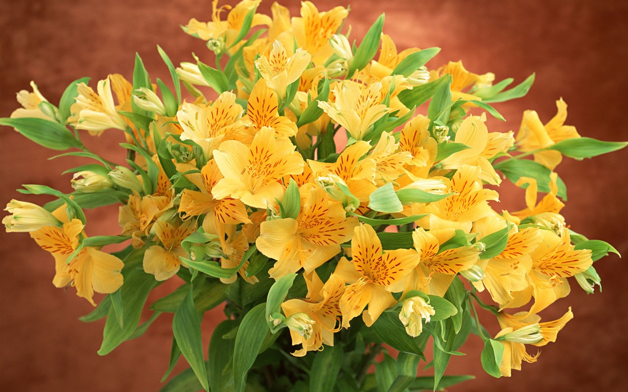 桌面鮮花壁紙精選(一) #30 - 1280x800