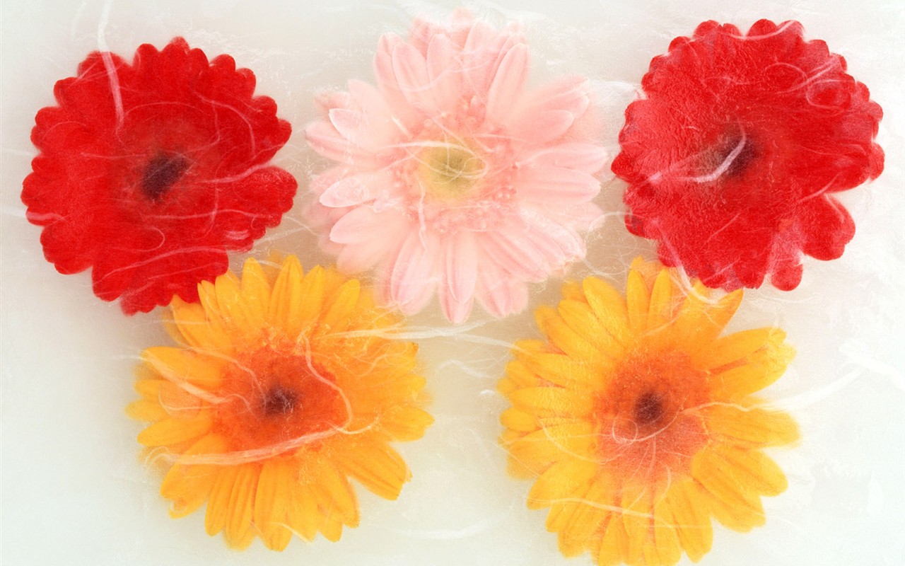 桌面鮮花壁紙精選(一) #33 - 1280x800